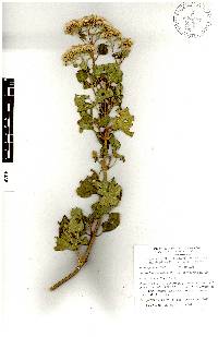 Ageratina tomentella image