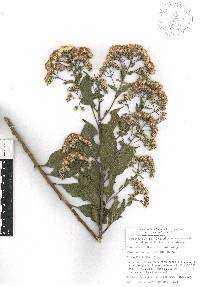 Vickianthus liatroides image