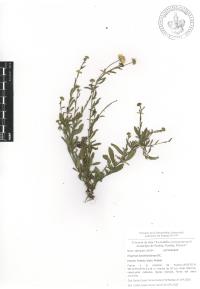 Erigeron karvinskianus image