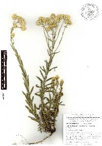 Pseudognaphalium luteoalbum image