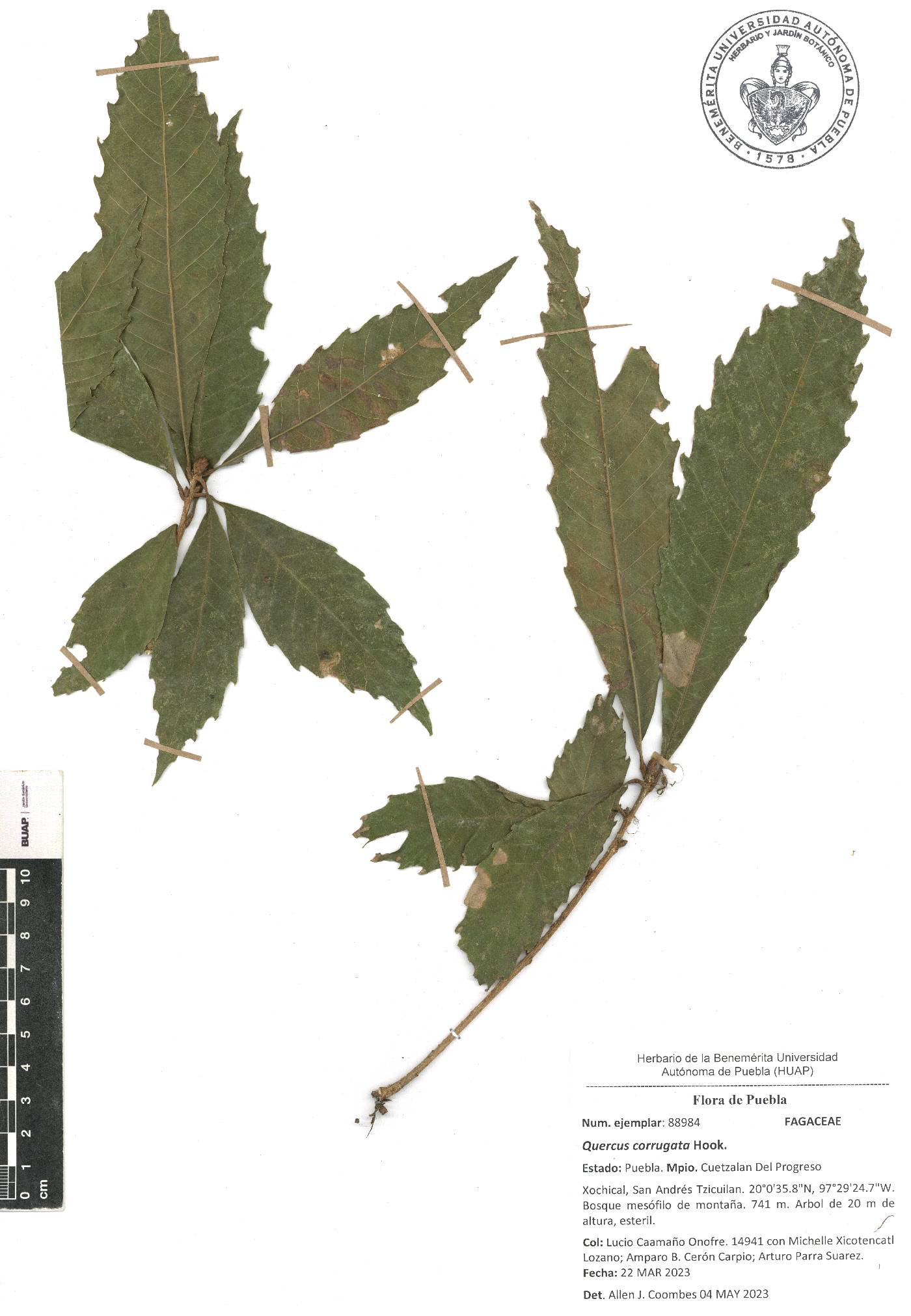 Quercus corrugata image