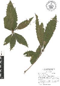 Quercus corrugata image