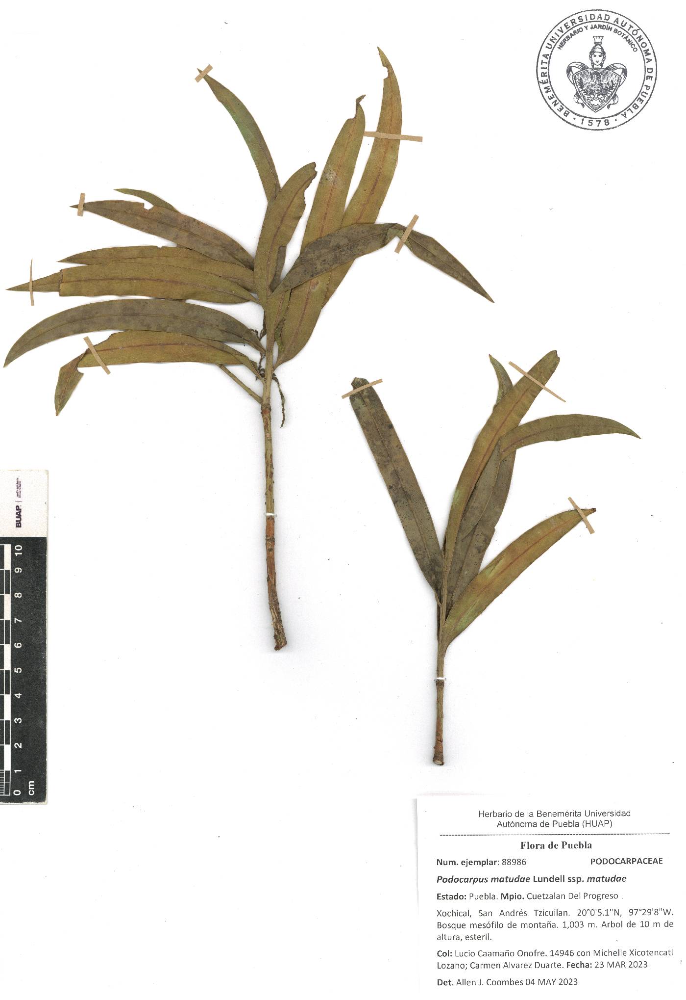 Podocarpus matudae image