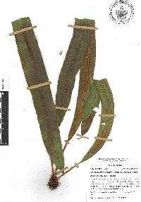 Elaphoglossum vestitum image