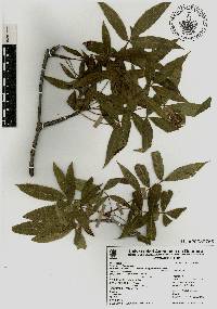 Bursera longipes image