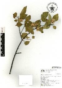 Wimmeria serrulata image