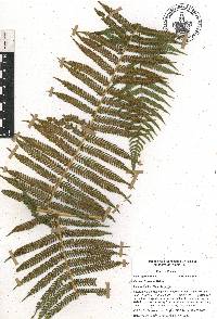 Cyathea bicrenata image