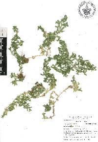 Selaginella silvestris image