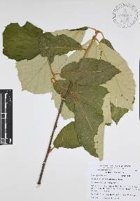 Quercus candicans image