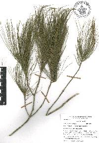 Pinus chiapensis image