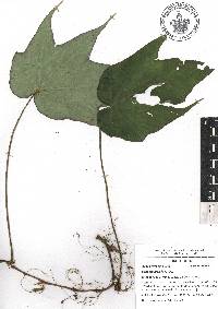 Begonia ludicra image