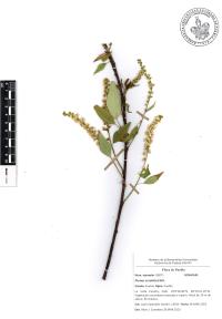 Prunus serotina image