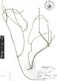 Rhipsalis baccifera image