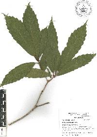 Quercus corrugata image