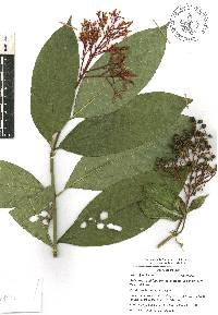 Palicourea padifolia image