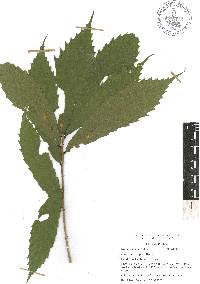 Quercus corrugata image