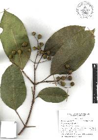 Turpinia insignis image