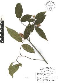 Ostrya virginiana subsp. guatemalensis image