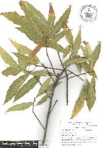 Quercus acutifolia image