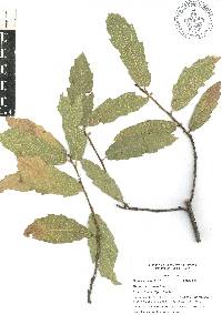 Quercus castanea image