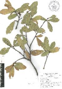 Quercus castanea image