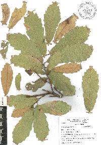 Quercus laeta image