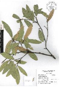 Quercus castanea image