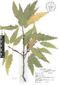 Quercus acutifolia image