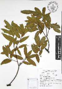 Quercus acherdophylla image