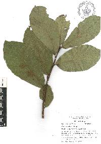 Quercus obtusata image