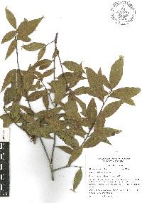 Quercus affinis image