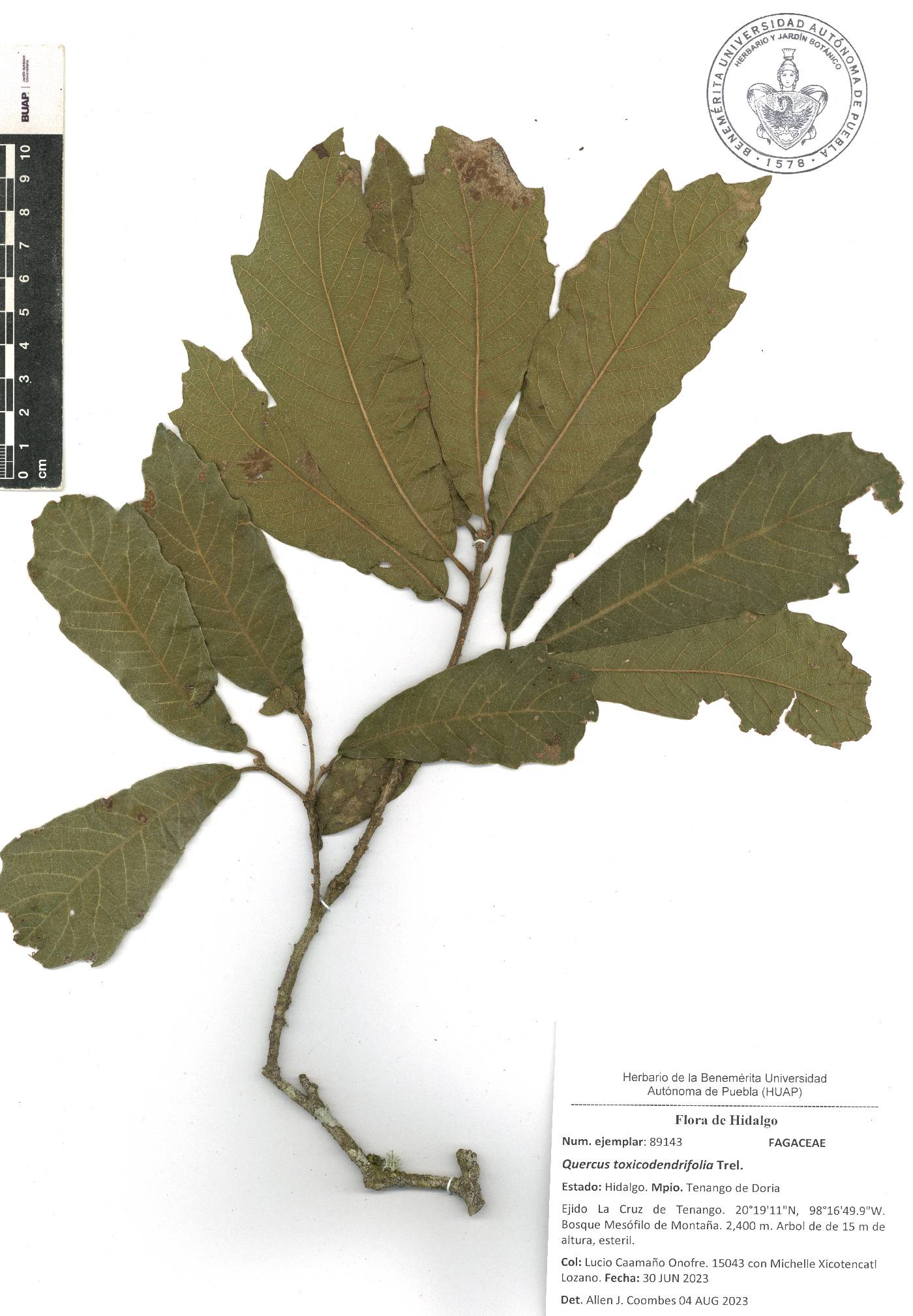 Quercus toxicodendrifolia image