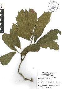 Quercus toxicodendrifolia image