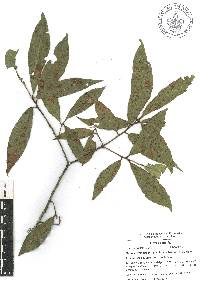 Quercus delgadoana image