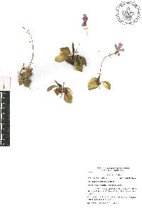 Pinguicula moranensis image