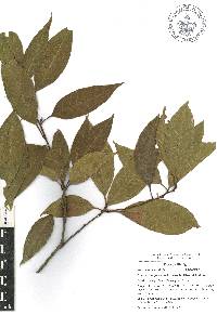 Quercus delgadoana image