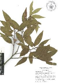 Quercus delgadoana image