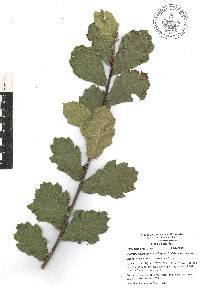 Quercus hirtifolia image