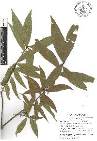 Quercus delgadoana image