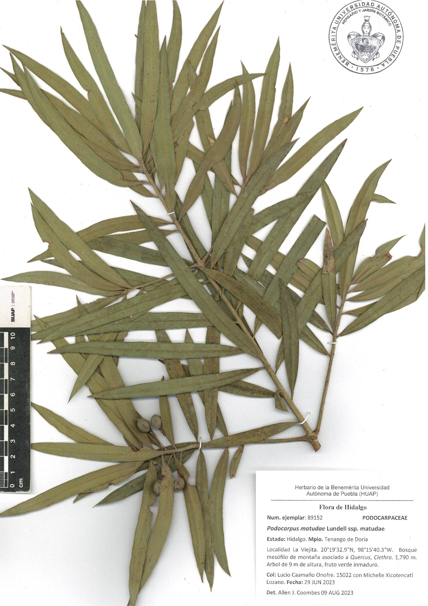 Podocarpus matudae subsp. matudae image