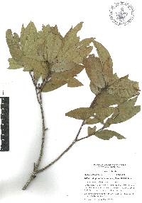 Quercus delgadoana image