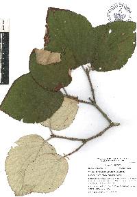 Viburnum microcarpum image