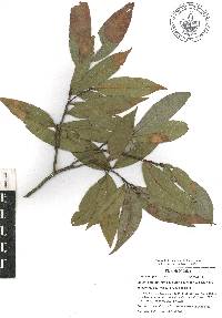 Quercus delgadoana image