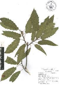 Quercus sartorii image