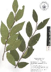 Fagus grandifolia subsp. mexicana image