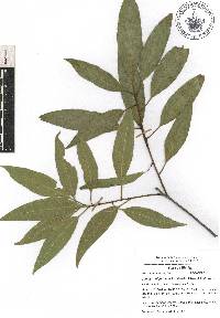 Quercus delgadoana image