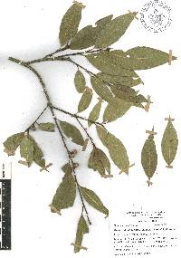 Quercus delgadoana image