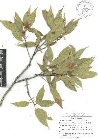 Quercus delgadoana image