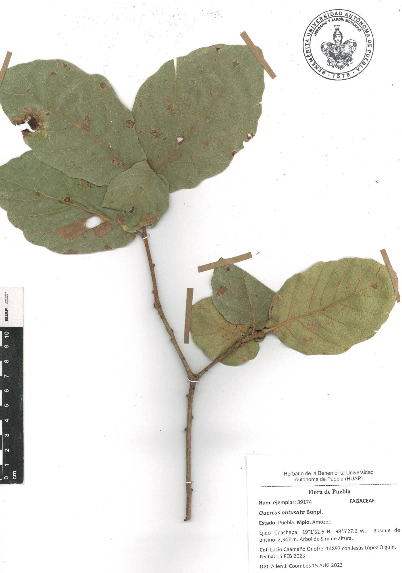 Quercus obtusata image