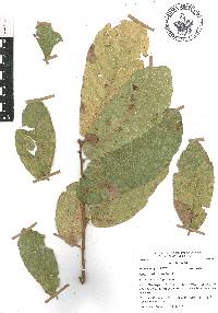 Quercus obtusata image